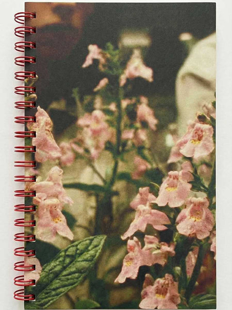 Forest Bathing for Punks