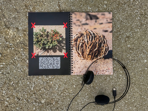 Forest Bathing for Punks