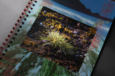 Forest Bathing for Punks